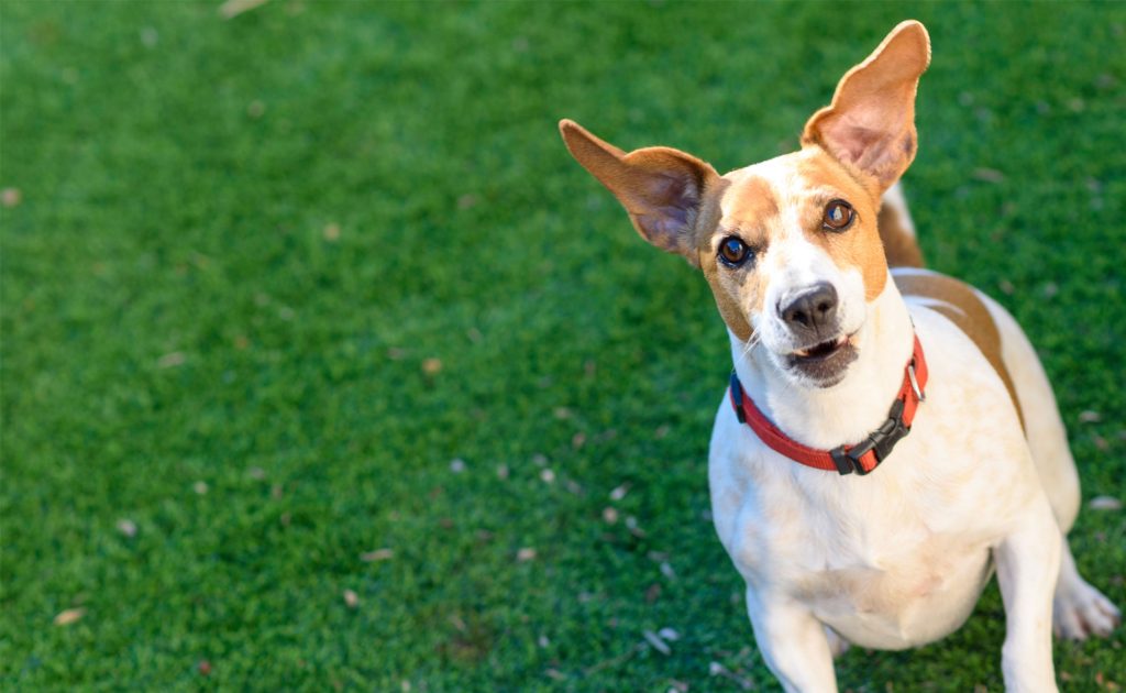 help finding lost dogs
