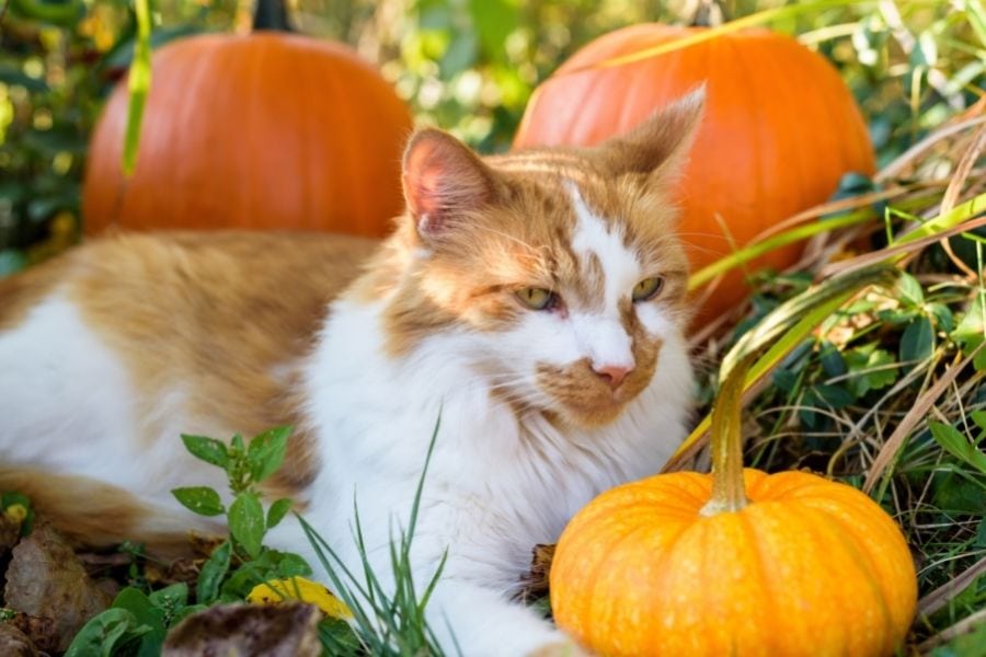 Can Dogs & Cats Eat Pumpkin Is It Safe