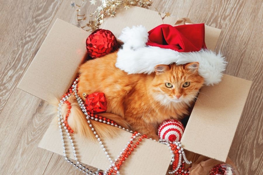 How to Take Ridiculously Cute Holiday Photos of Your Pet